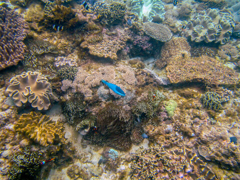 blue damselfish or demoiselle, blue devil, fish and corals in the Indian ocean