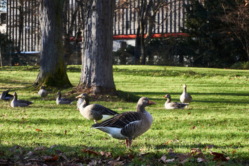 Two gooses form a heart with their necks