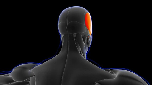 Temporal Muscle Anatomy For Medical Concept 3D