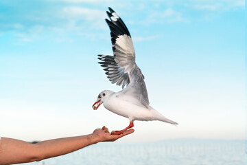 White seagull With red mouths and feet, eating food in people's hands, with sky and sea background, to animal and nature concept.