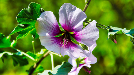 Hibiskus © BEST  PICTURES