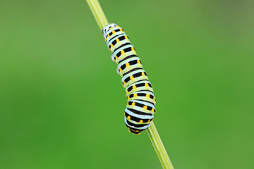 Larvae of the Golden Phoenix butterfly on wild plants, North China
