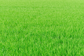 rice farm green paddy field nature background texture