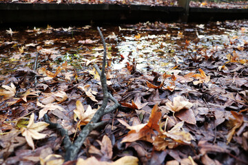 sonbaharda orman yapraklar ağaçlar