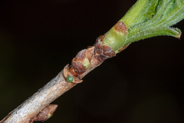 Polygonia c-album, C-Falter, Ei, DE, NRW, Leverkusen-Opladen 2020/04/04 15:23:25