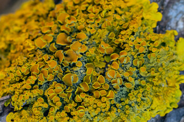 Xanthoria also known as shore lichen is growing on old wooden bark. Yellow tiny moss macro photo