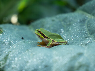 green frog on leaf