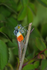 Anthocharis cardamines,  Aurorafalter, Puppe, DE, NRW, Leverkusen-Opladen 2020/04/06 06:57:14