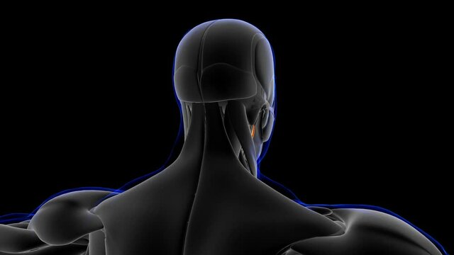 Stylohyoid Muscle Anatomy For Medical Concept 3D