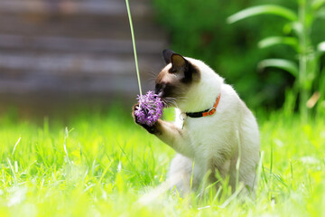 A white cat walks through the garden among the young green grass.