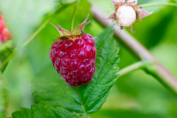 Juicy red raspberry with green leaves in the garden. Single ripe berry growing on bush