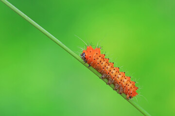The larvae of the green tailed silkworm moth are on the green leaves
