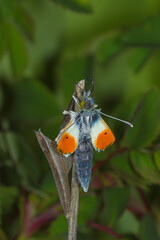 Anthocharis cardamines,  Aurorafalter, Puppe, DE, NRW, Leverkusen-Opladen 2020/04/06 06:59:04