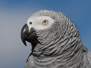 Kopf von einem Graupapagei als Nahaufnahme, Hintergrund blauer Himmel, Psittacus erithacus
