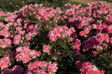 Landscaping and garden design. Spring blooming roses in the park. View of Rosa Jardins de France flower bed flower clusters of fuchsia, pink and white petals blossoming in the garden. 