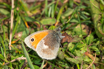 Coenonympha pamphilus, Kleines Wiesenvögelchen, DE, NRW, Bürvenicher Berg 2020/05/06 12:41:52