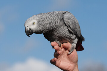 Graupapagei sitzt auf einer Hand, Hintergrund blauer Himmel, Psittacus erithacus