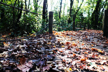 sonbaharda orman yapraklar ağaçlar