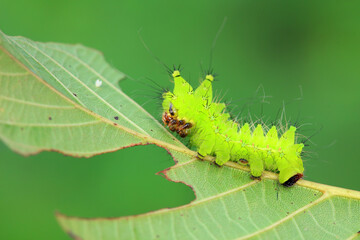The larvae of the green tailed silkworm moth are on the green leaves