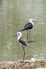 Black-winged stilt birds (himantopus himantopus) on water in thailand - nature bird of thailand