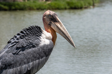 close up marabou stork bird in thailand