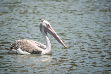 Close up pelican bird on the water in thailand , is a large water bird , nature thailand