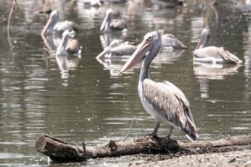 pelican bird on the water in thailand , is a large water bird , nature thailand