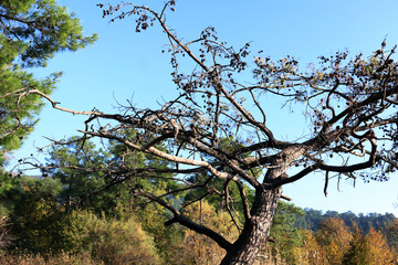 sonbaharda orman yapraklar ağaçlar
