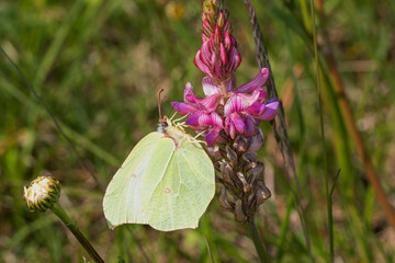 Gonepteryx rhamni, Zitronenfalter, DE, NRW, Bürvenicher Berg 2020/05/06 13:25:16