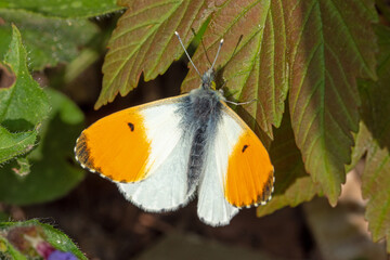 Anthocharis cardamines,  Aurorafalter, DE, NRW, Leverkusen-Opladen 2020/04/06 09:34:13