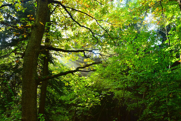 Green forest tree branches foliage nature