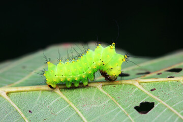 The larvae of the green tailed silkworm moth are on the green leaves