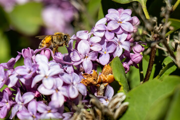 Honey Bee_3