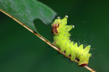 Fototapeta premium The larvae of the green tailed silkworm moth are on the green leaves
