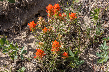 Indian Paintbrush