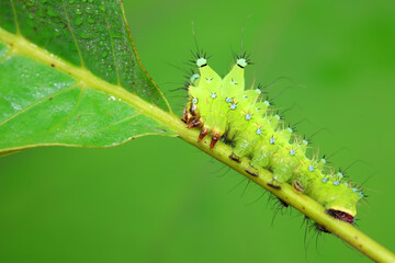 The larvae of the green tailed silkworm moth are on the green leaves