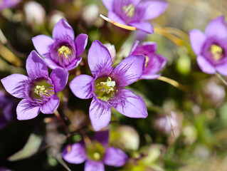Fototapeta na wymiar Purple Alpine flowers, seen on the walk down from Gornergrat to Zermatt, Wallis Switzerland