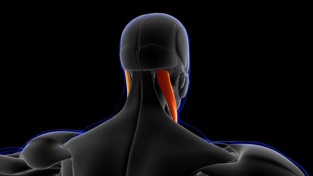 Sternocleidomastoid Muscle Anatomy For Medical Concept 3D