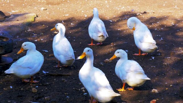 6 white ducks cleaning themselves and eating at the farm yard. 