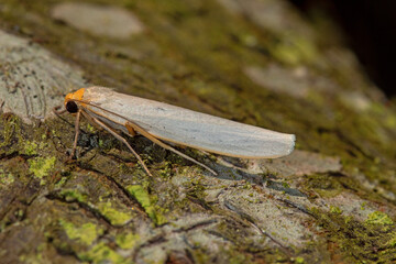 Eilema caniola, Weißgraues Flechtenbärchen, DE, NRW, Leverkusen-Opladen 2020/05/17 07:08:40