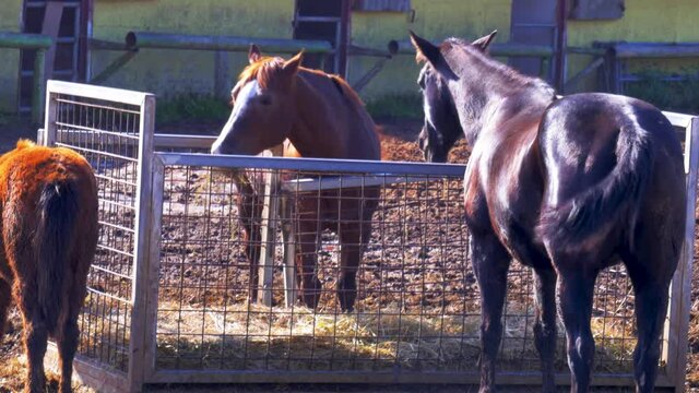 3 horses feeding off of hay in a fenced off feeding area in the farm pasture on a sunny day. 