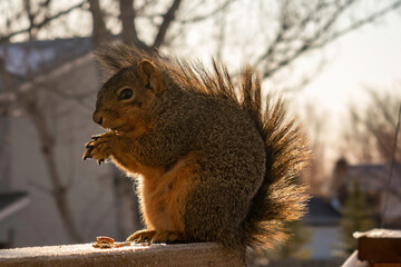 Squirrel Sunrise