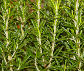 Obraz premium Rosemary herb garden, green fresh spice, selective focus