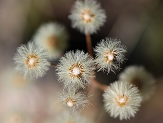 fluffy flower after blooming