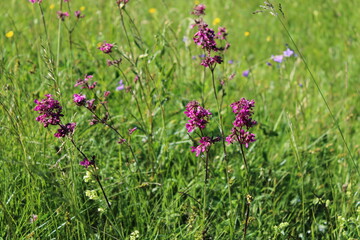 Bard-pink flowers in a field in mid-june.