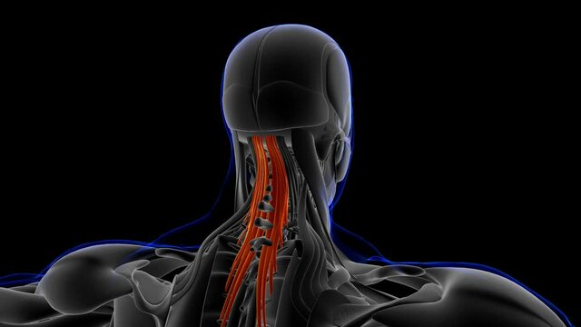 Semispinalis Capitis Muscle Anatomy For Medical Concept 3D