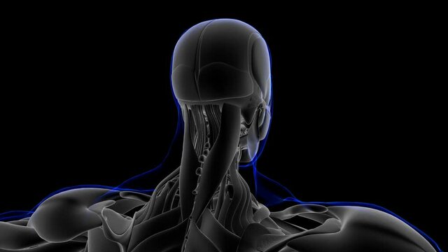 Scalenus Anterior Muscle Anatomy For Medical Concept 3D