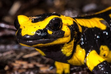 Fire Salamander (Salamandra salamandra), Germany