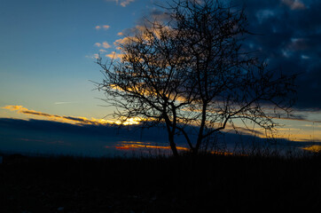 tree in the sunset 3