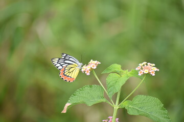 common Jezebel (Delias eucharis) on lantana flower
